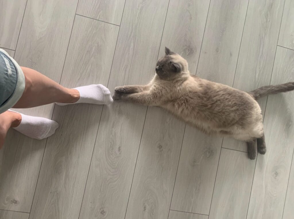 British Shorthair blue-point cat reaching a paw toward a foot in a white sock.