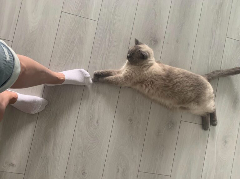 British Shorthair blue-point cat reaching a paw toward a foot in a white sock.